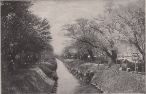 THE CHERRY BANK AT KOGANEI